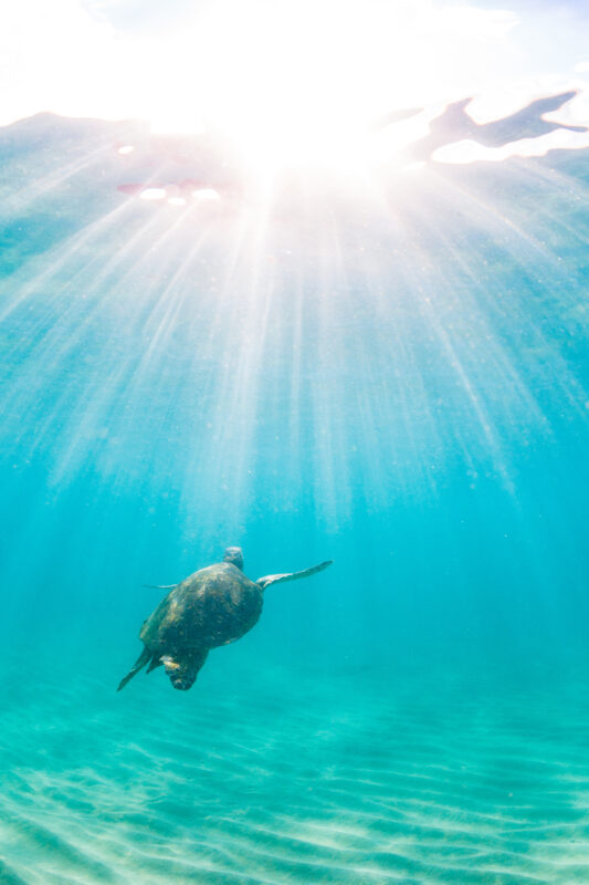 HONU TURTLE SWIMMING TOWARD SUNLIGHT