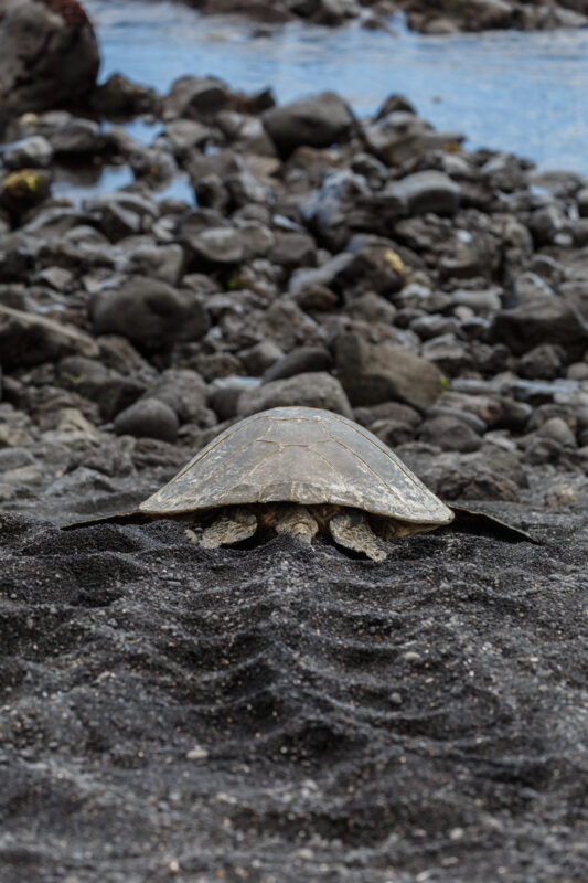 honu turtle on black sand