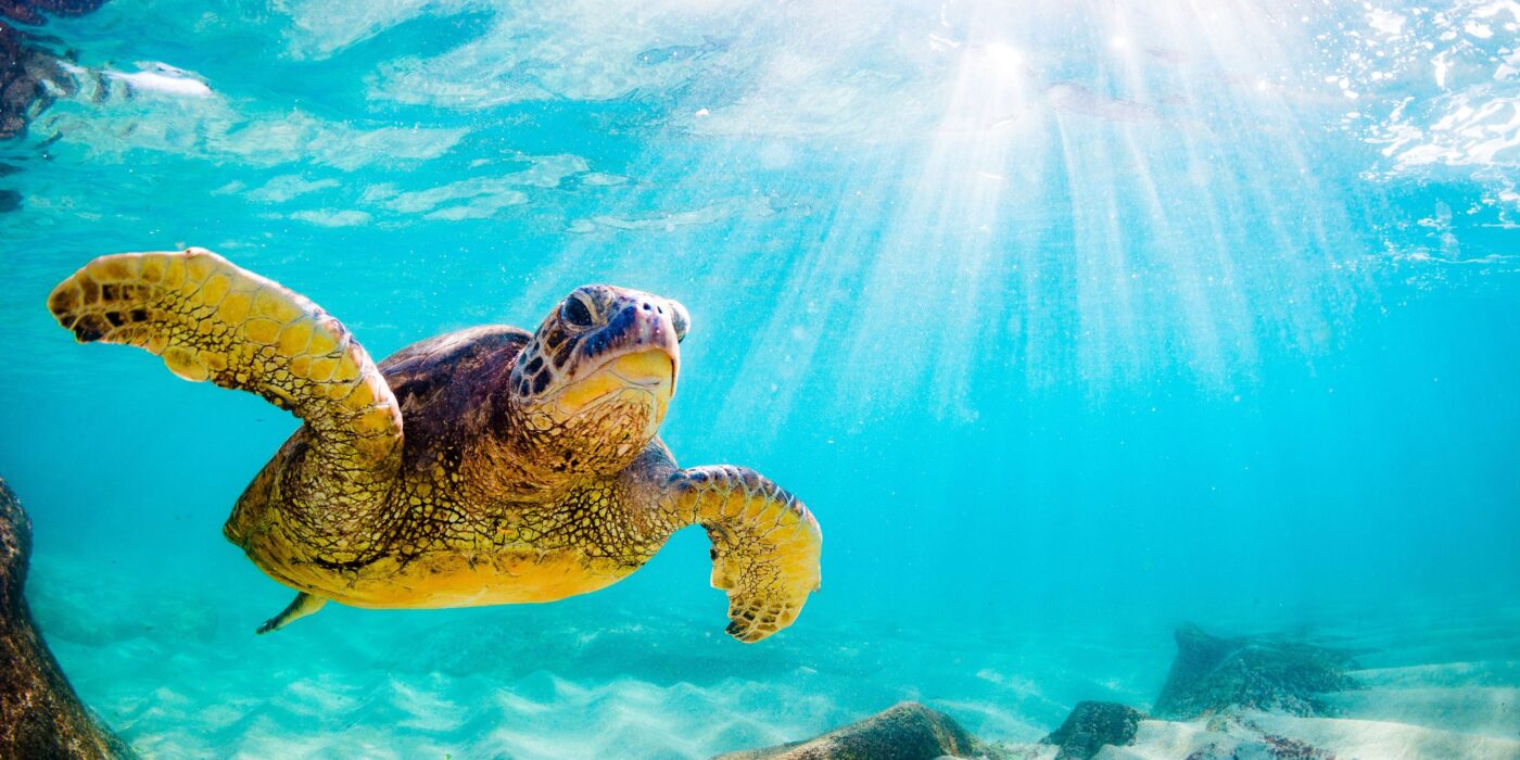 honu turtle always swims home