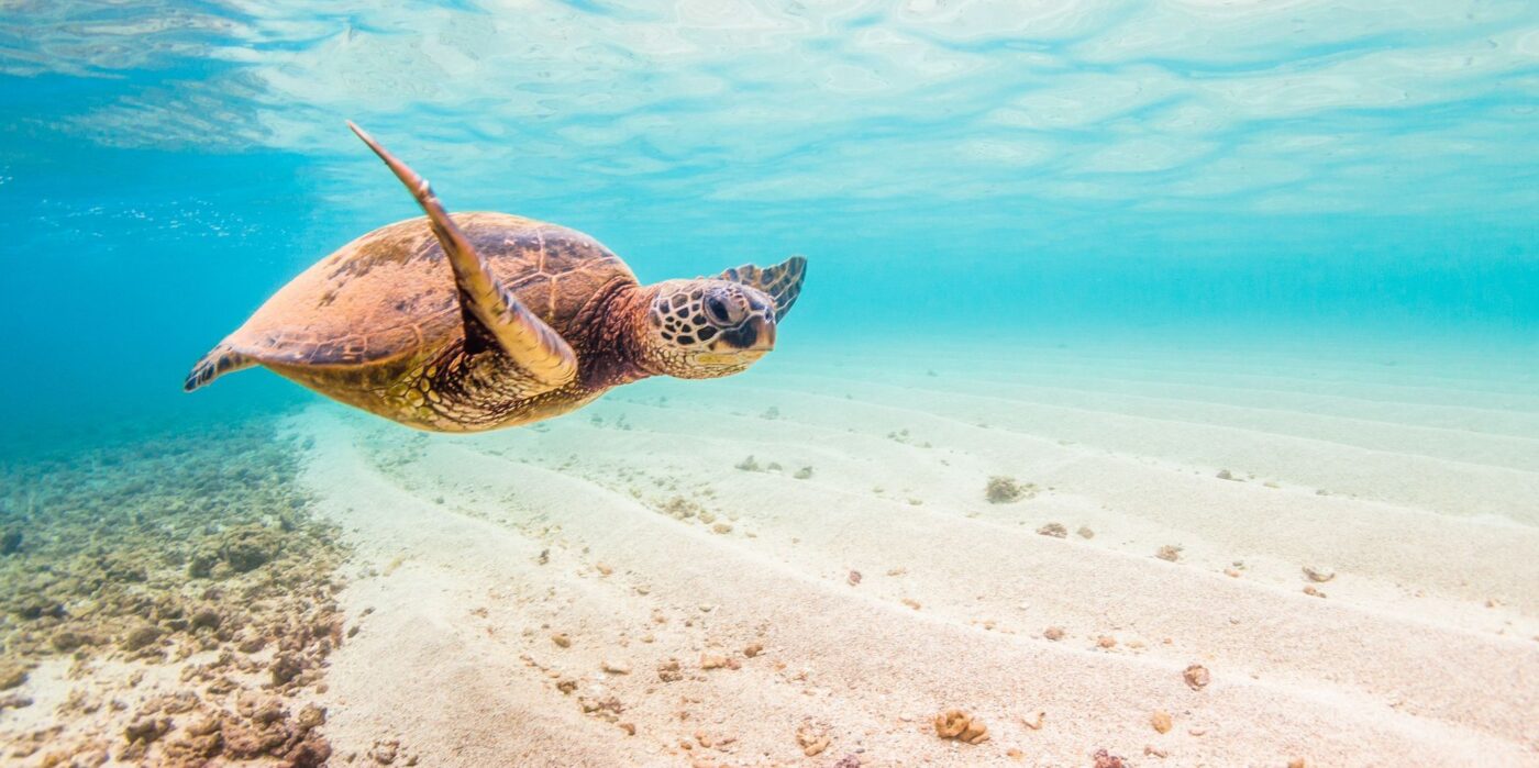 honu turtle swims in hawaii