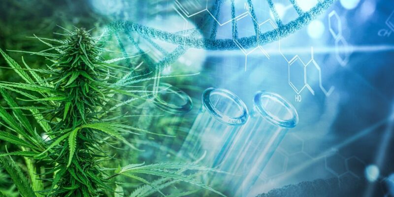 cannabis and test tubes to illustrate factual studies of effects on adolescents