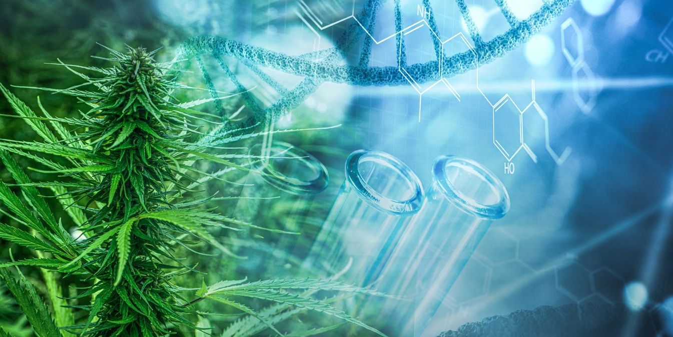 cannabis and test tubes to illustrate factual studies of effects on adolescents