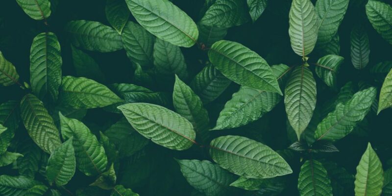 kratom leaves to represent use in addiction recovery