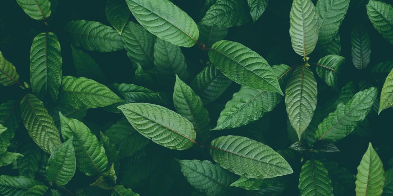 kratom leaves to represent use in addiction recovery